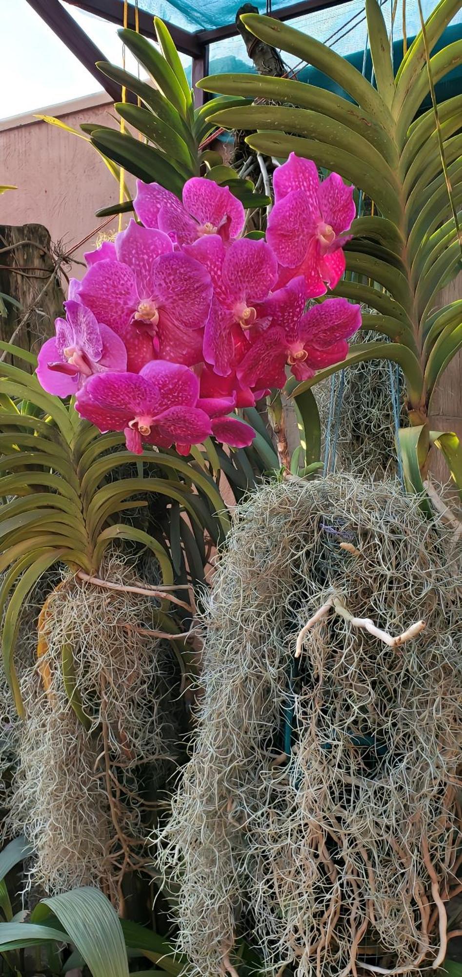 Orchid Gardens; Apartment, Minimalist Apartment