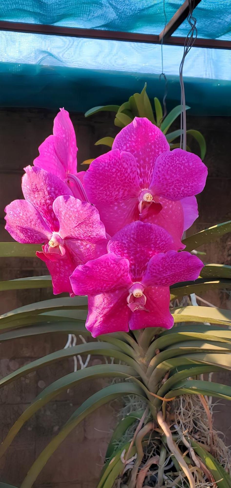 Apartment Orchid Gardens; Apartment, Minimalist *